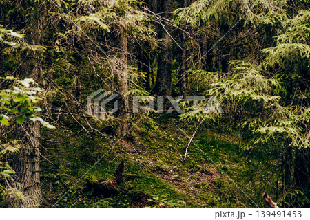 Green summer forest landscape spruce forest trees, grass and cloudy sky, Karelia 139491453