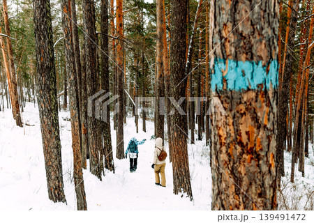 White Siberia winter spruce forest landscape, snow trees sky, bright cloudy day 139491472