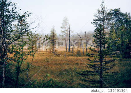 Green summer forest landscape spruce forest trees, grass and cloudy sky, Karelia Green summer forest landscape spruce forest trees, grass and cloudy sky, Karelia 139491564