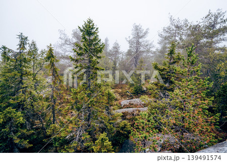 Green summer forest landscape spruce forest trees, grass and cloudy sky, Karelia 139491574