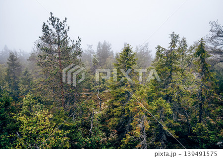 Green summer forest landscape spruce forest trees, grass and cloudy sky, Karelia Green summer forest landscape spruce forest trees, grass and cloudy sky, Karelia 139491575