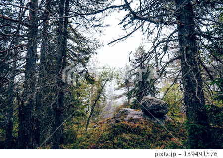 Green summer forest landscape spruce forest trees, grass and cloudy sky, Karelia Green summer forest landscape spruce forest trees, grass and cloudy sky, Karelia 139491576