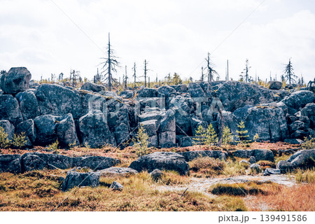Forest with dead spruce deciduous trees on top Mount Vottovaara Karelia, Russia Forest with dead spruce deciduous trees on top Mount Vottovaara Karelia, Russia 139491586