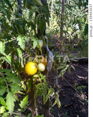 Cluster of green, unripe tomatoes grows on a vine tied to a wooden stake. The plant sits in dark, moist soil within a backyard garden, surrounded by lush green foliage and other growing crops Cluster of green, unripe tomatoes grows on a vine tied to a wooden stake. The plant sits in dark, moist soil within a backyard garden, surrounded by lush green foliage and other growing crops 139491637