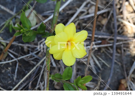 春の公園に咲く黄色いウンナンオウバイ（オウバイモドキ）の花 139491644
