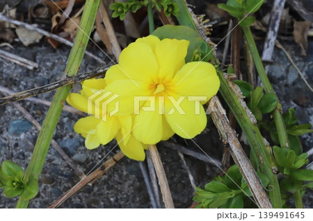 春の公園に咲く黄色いウンナンオウバイ(オウバイモドキ)の花 春の公園に咲く黄色いウンナンオウバイ(オウバイモドキ)の花 139491645