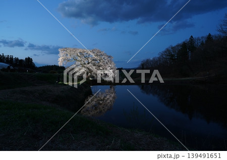 ライトアップされた芳水の夜桜 ライトアップされた芳水の夜桜 139491651