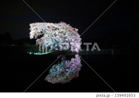 ライトアップされた芳水の夜桜 ライトアップされた芳水の夜桜 139491653