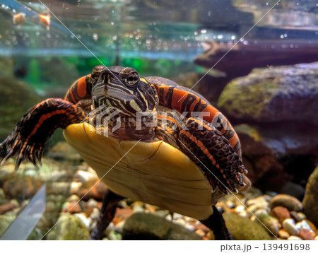 Red-eared slider turtle swimming in aquarium tank, closeup underwater view 139491698