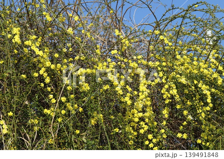 春の公園に咲く黄色いウンナンオウバイ(オウバイモドキ)の花 春の公園に咲く黄色いウンナンオウバイ(オウバイモドキ)の花 139491848