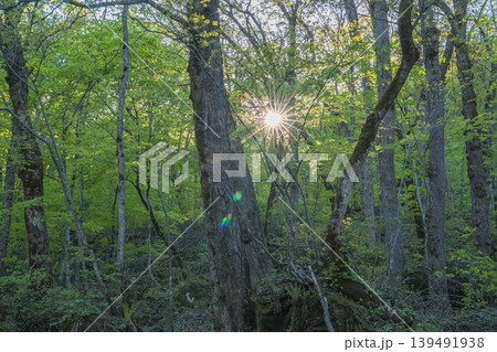 森の木々から漏れる朝日の光線、新緑の春の風景(青森県) 森の木々から漏れる朝日の光線、新緑の春の風景(青森県) 139491938