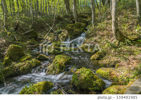 光と影が織りなすブナ林、新緑の春の風景(八甲田山・青森県) 光と影が織りなすブナ林、新緑の春の風景(八甲田山・青森県) 139491985