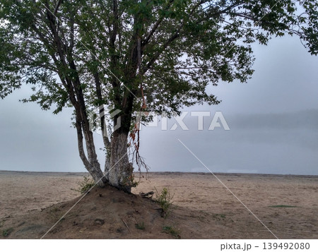 Solitary tree with multiple trunks stands on a sandy mound under a heavy, mysterious fog. The dense mist obscures the background, creating a minimalist and serene landscape on a quiet morning Solitary tree with multiple trunks stands on a sandy mound under a heavy, mysterious fog. The dense mist obscures the background, creating a minimalist and serene landscape on a quiet morning 139492080