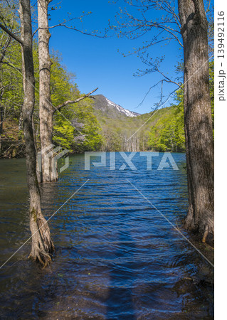 静かな池に映る八甲田山、新緑の春景色(青森県) 静かな池に映る八甲田山、新緑の春景色(青森県) 139492116
