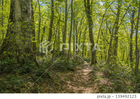 ブナ林の中の光と影、新緑の春の風景(八甲田山・青森県) ブナ林の中の光と影、新緑の春の風景(八甲田山・青森県) 139492123