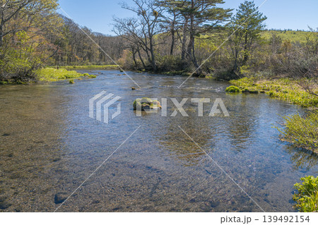 緑の苔床のある森の小川、春の風景（八甲田山・青森県） 139492154