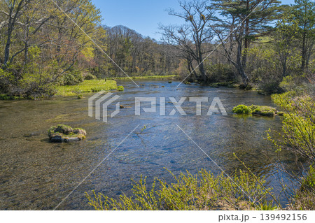 新緑の森を流れる小川、春の風景(八甲田山・青森県) 新緑の森を流れる小川、春の風景(八甲田山・青森県) 139492156