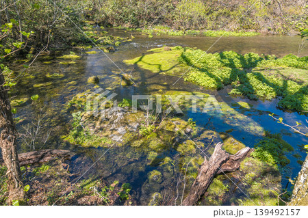 苔と森の小川、春の風景(八甲田山・青森県) 苔と森の小川、春の風景(八甲田山・青森県) 139492157
