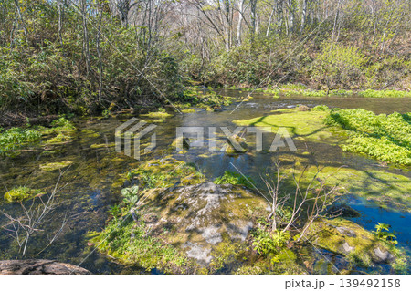 緑の苔のある森の小川、春景色(八甲田山・青森県) 緑の苔のある森の小川、春景色(八甲田山・青森県) 139492158