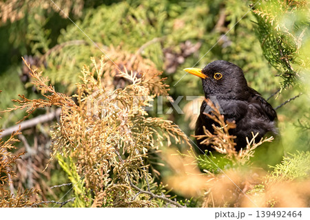 Common blackbird on a tree Common blackbird on a tree 139492464