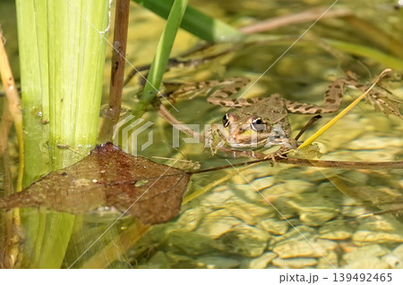 Green frog in the river Green frog in the river 139492465