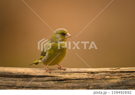 European greenfinch with catchlight on horizontal log European greenfinch with catchlight on horizontal log 139492692