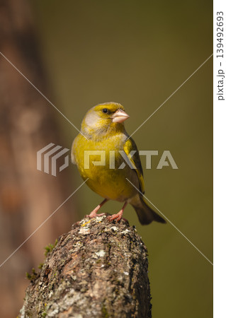 European greenfinch with catchlight on lichen-covered log 139492693