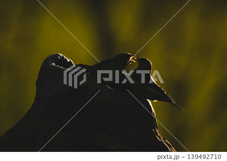 European greenfinchs squabble on hollow tree stump European greenfinchs squabble on hollow tree stump 139492710