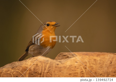 European robin watches camera from dead log European robin watches camera from dead log 139492714