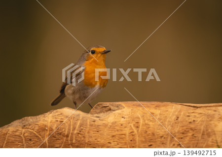European robin watching camera from dead log 139492715