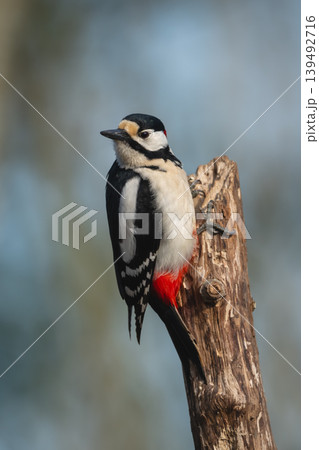 Great spotted woodpecker looks back from stump Great spotted woodpecker looks back from stump 139492716
