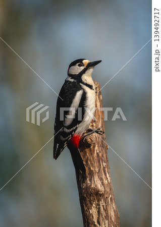 Great spotted woodpecker looks up from stump 139492717