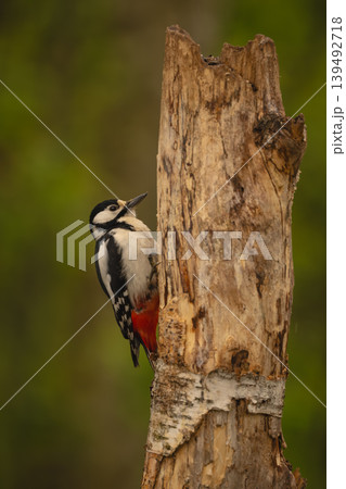Great spotted woodpecker on silver birch stump Great spotted woodpecker on silver birch stump 139492718