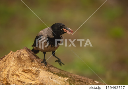 Hooded crow lifts foot holding meat chunk Hooded crow lifts foot holding meat chunk 139492727