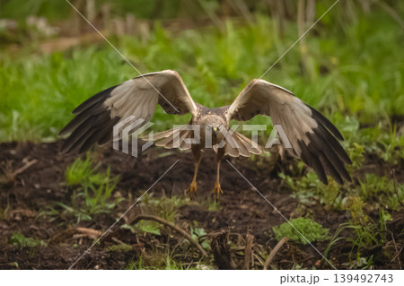 Western marsh harrier approaches camera over grass Western marsh harrier approaches camera over grass 139492743