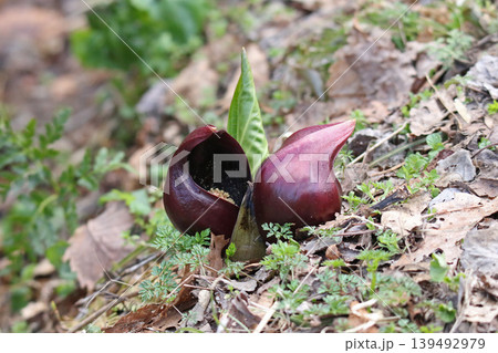 ザゼンソウ 座禅草 坐禅草 地湧金蓮 Symplocarpus renifolius ダルマソウ 達 ザゼンソウ 座禅草 坐禅草 地湧金蓮 Symplocarpus renifolius ダルマソウ 達 139492979