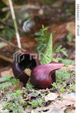 ザゼンソウ 座禅草 坐禅草 地湧金蓮 Symplocarpus renifolius ダルマソウ 達 ザゼンソウ 座禅草 坐禅草 地湧金蓮 Symplocarpus renifolius ダルマソウ 達 139492982