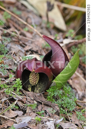 ザゼンソウ 座禅草 坐禅草 地湧金蓮 Symplocarpus renifolius ダルマソウ 達 ザゼンソウ 座禅草 坐禅草 地湧金蓮 Symplocarpus renifolius ダルマソウ 達 139492983