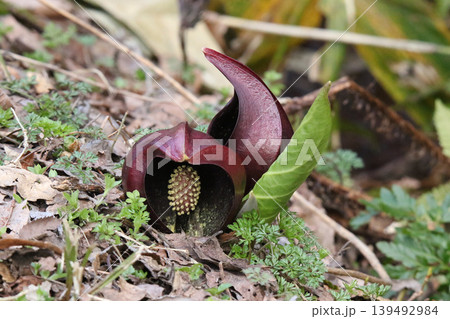 ザゼンソウ 座禅草 坐禅草 地湧金蓮 Symplocarpus renifolius ダルマソウ 達 ザゼンソウ 座禅草 坐禅草 地湧金蓮 Symplocarpus renifolius ダルマソウ 達 139492984