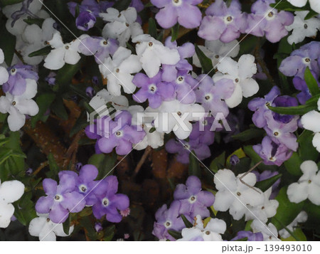 紫と白のニオイバンマツリの花々のクローズアップ(日陰に咲いた匂蕃茉莉) 紫と白のニオイバンマツリの花々のクローズアップ(日陰に咲いた匂蕃茉莉) 139493010