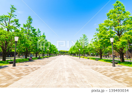 東京　新緑の皇居前行幸通り 139493034
