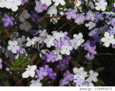 日陰に咲いたニオイバンマツリの花々(紫と白の匂蕃茉莉) 日陰に咲いたニオイバンマツリの花々(紫と白の匂蕃茉莉) 139493071