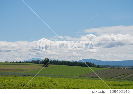 夏の緑の畑作地帯と青空 夏の緑の畑作地帯と青空 139493140
