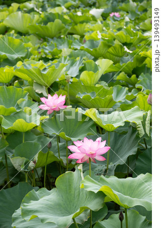 夏の公園の緑の葉に囲まれたピンクのハスの花 139493149