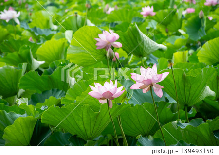 夏の公園の緑の葉に囲まれたピンクのハスの花 139493150