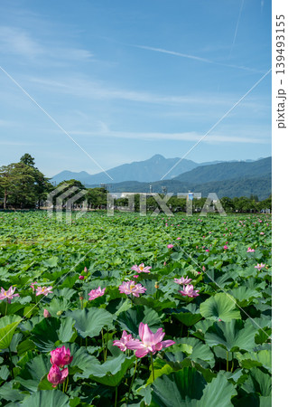 満開のハスの花と山並み 満開のハスの花と山並み 139493155