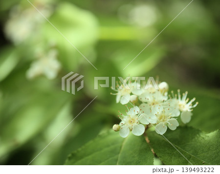 4月に咲いた可憐で美しい白いカマツカの花 139493222