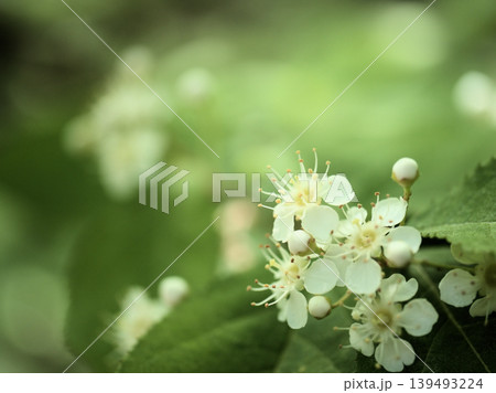4月に咲いた可憐で美しい白いカマツカの花 4月に咲いた可憐で美しい白いカマツカの花 139493224