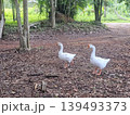 Two White Domestic Geese Walking on Ground in a Rural Tropical Farm Setting 139493373