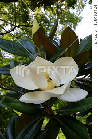 白いタイサンボクの花 139493424